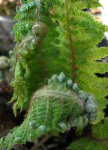 new fronds fern soft mail order plants 